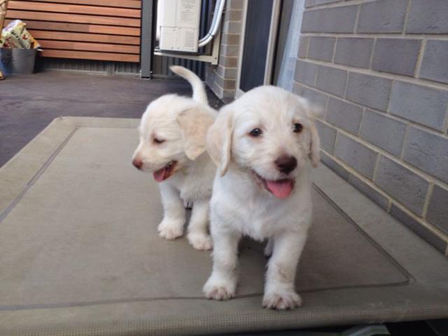 Gorgeous Labradoodle Puppies