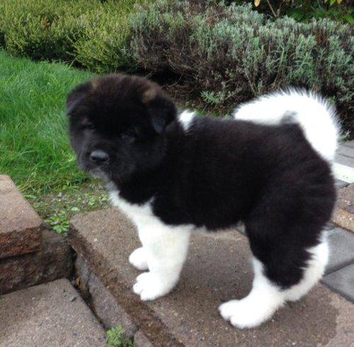 Akita puppy on adoption