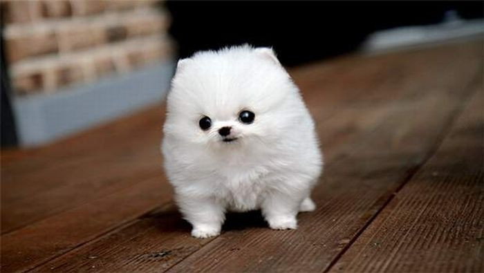 Gorgeous white teacup Pomeranian !