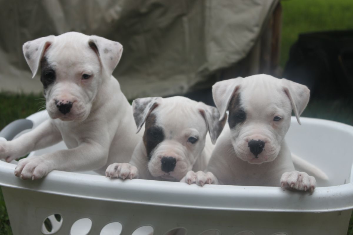  American bulldog puppies