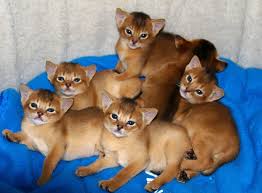 lovely Abyssinian