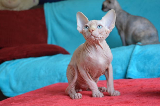 Healthy male and female Sphynx kittens Seeking new homes