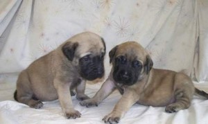 Gorgeous Bullmastiff Puppies   