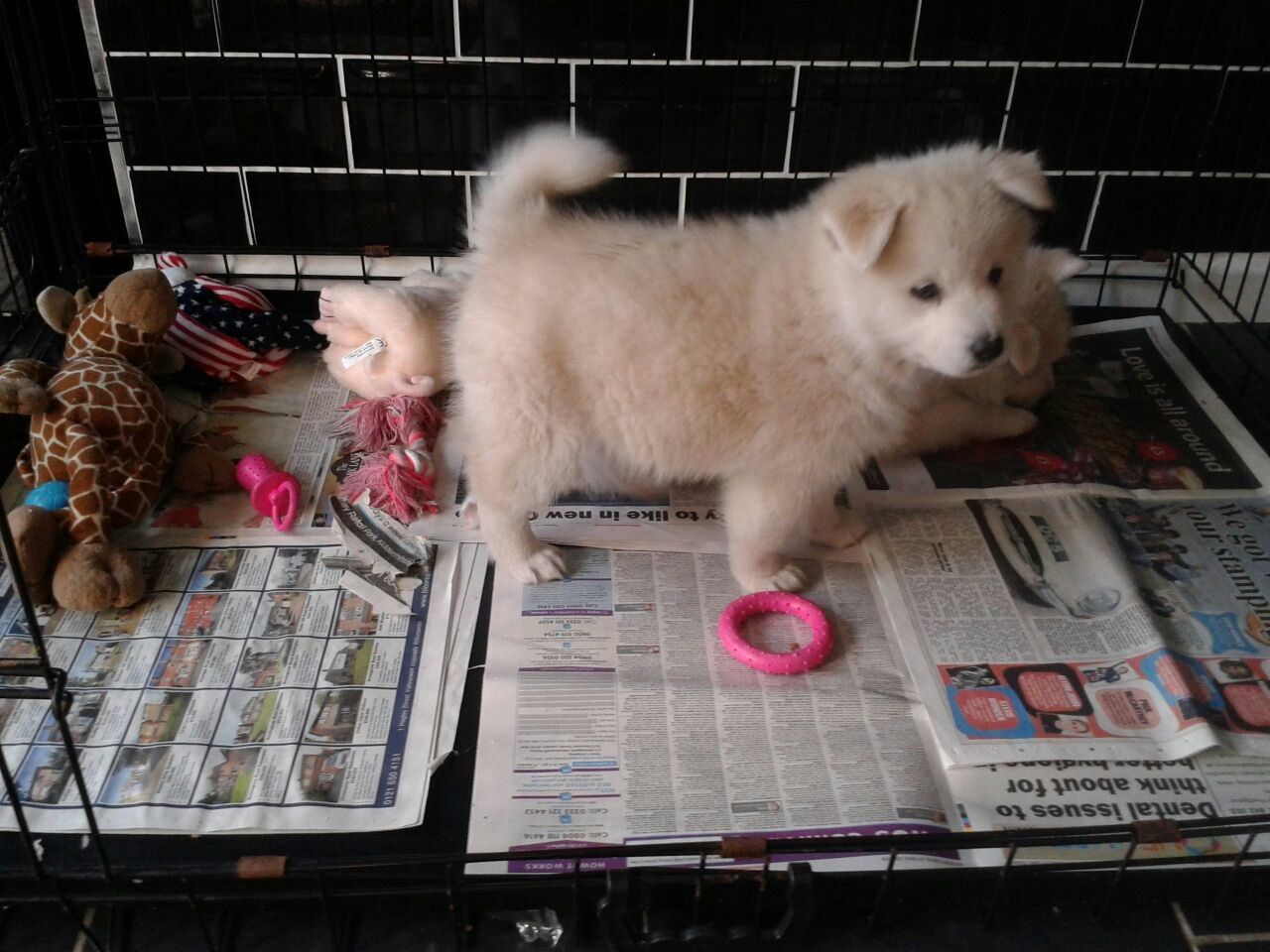 Pomsky Puppies Available