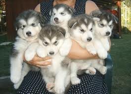 Cute Alaskan Malamute Puppies Available