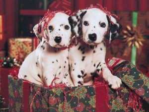 AKC Reg Dalmatian Puppies