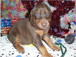 Doberman Puppies for Sale