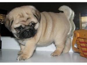  Pug puppies for adoption. 