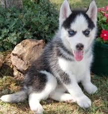 This Siberian husky puppyfor sale