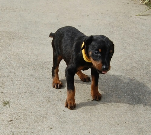 Amazing Akc loving doberman puppies available