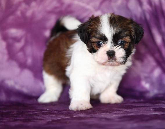 Shih Tzu are charting 3 - 4 pounds at maturity My babies arrived and are ready for viewing.