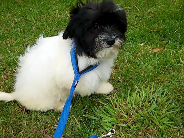 2 havanese Puppies Puppies for Sale