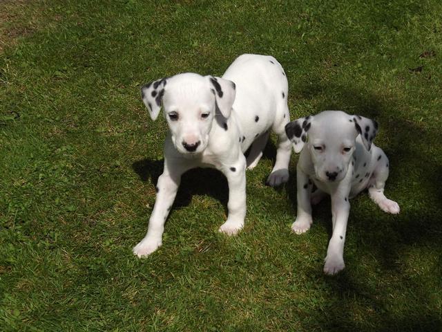      Dalmatian Puppies