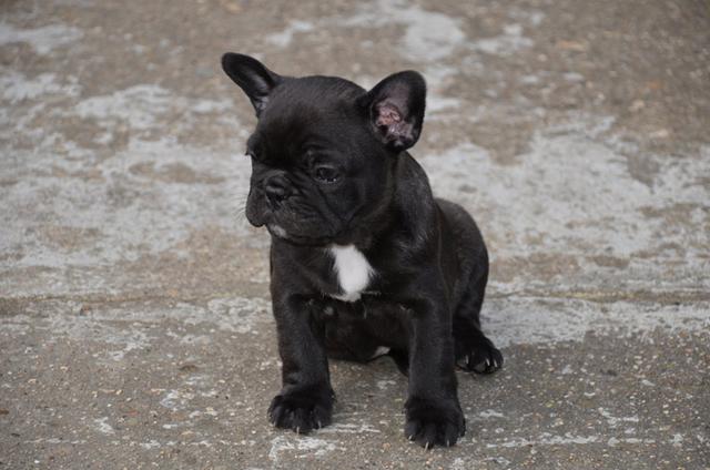     Amazing French bulldog puppies