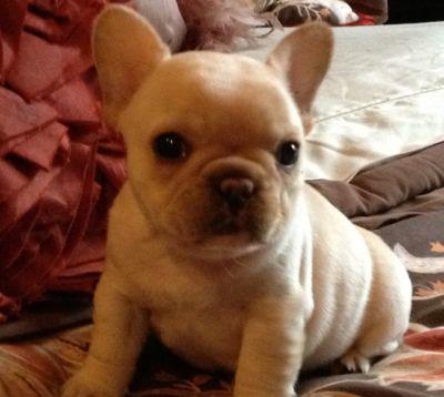 French Bulldog male