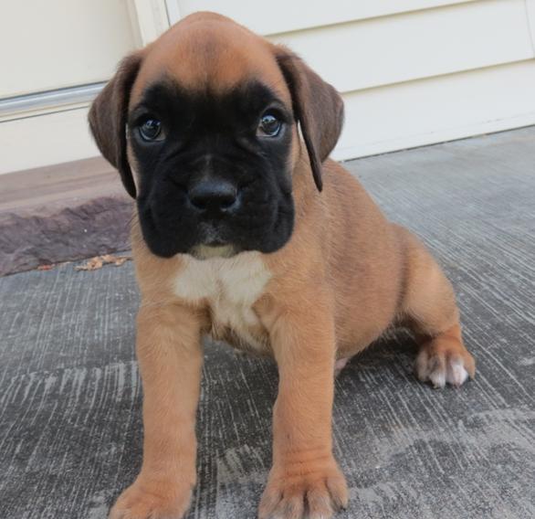    Outstanding male Boxer puppy