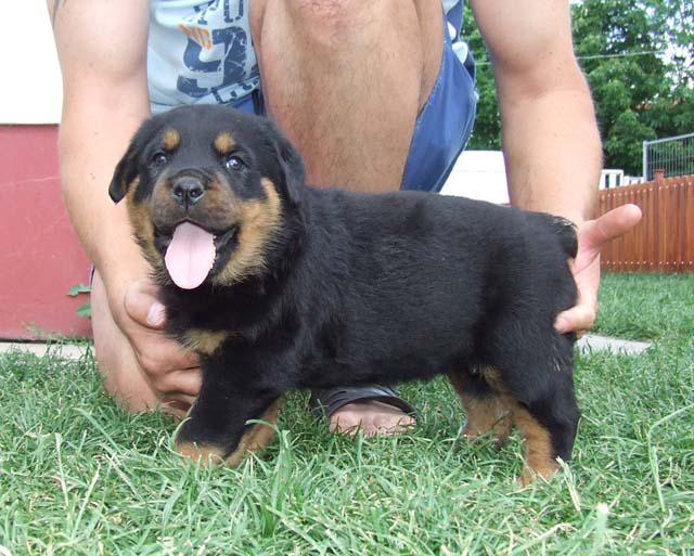 Super Quality Rottweiler puppy to go