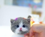 Munchkin Kittens For Sale – Rare Colors Available