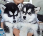lloydjey@gmail.com 
<br>
<br>Siberian husky puppies available. They are very healthy and have all heath papers. 
<br>Great with kids and other pets registered and will come with accessories.