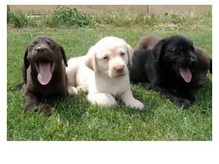 Labrador Retriver Puppies !