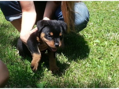 Top Quality Rottweiler Pups