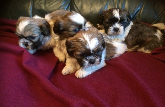 Gorgeous Shih Tzu Puppies