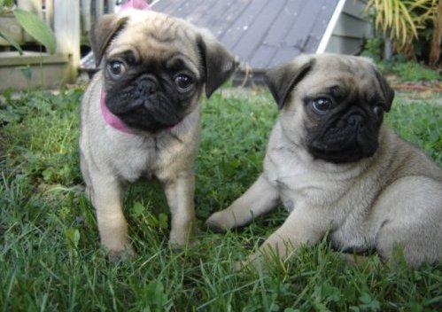 Adorable pug puppies male and female available