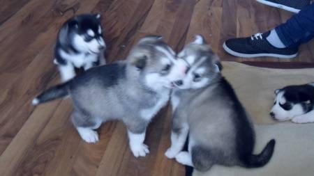 Siberian husky puppies blue eyes registered  for sale
