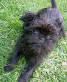 Affenpinscher Dog Puppies for sale .