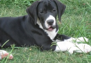 Great Dane Puppies For Sale