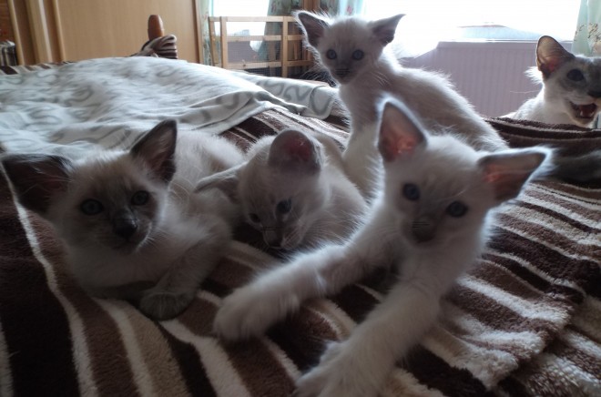 Balinese Pedigree Kittens Wanting Loving Homes