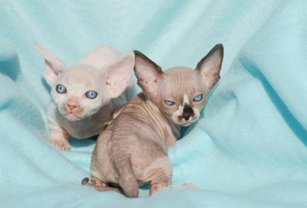 Bambino  kittens