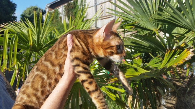 Male and female Bengal kittens