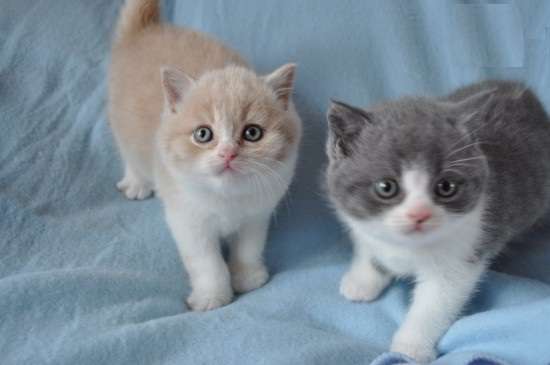 BRAZILIAN short hair kittens for Adoption
