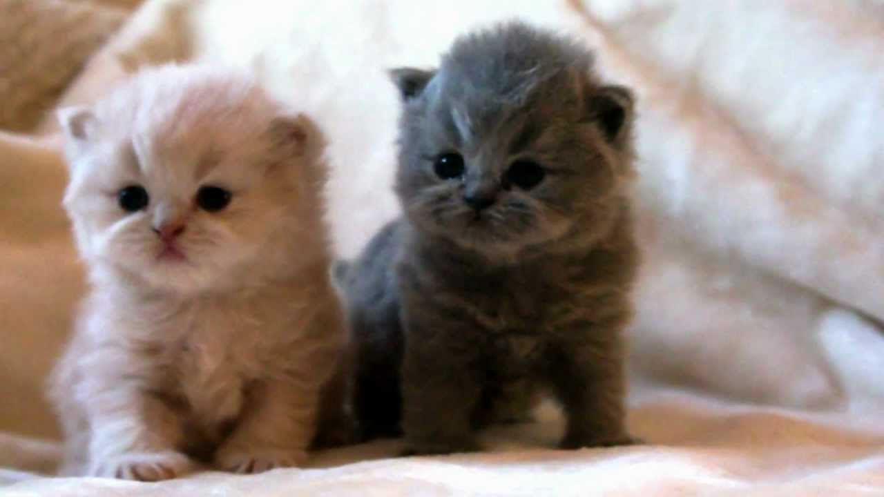 BRITISH LONG HAIR KITTENS