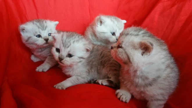 Beautiful British short hair kittens