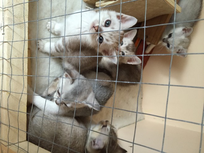 Home Reared Burmilla Kittens Various Colours