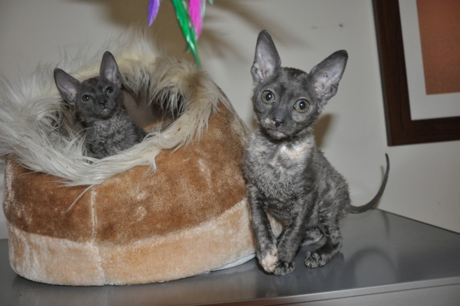 Cornish Rex Kittens