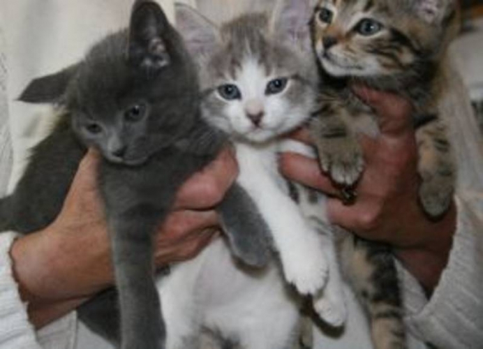 DOMESTIC SHORT HAIR KITTENS