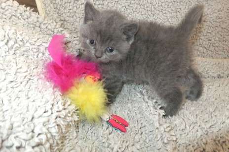 GERMAN REX KITTENS AVAILABLE