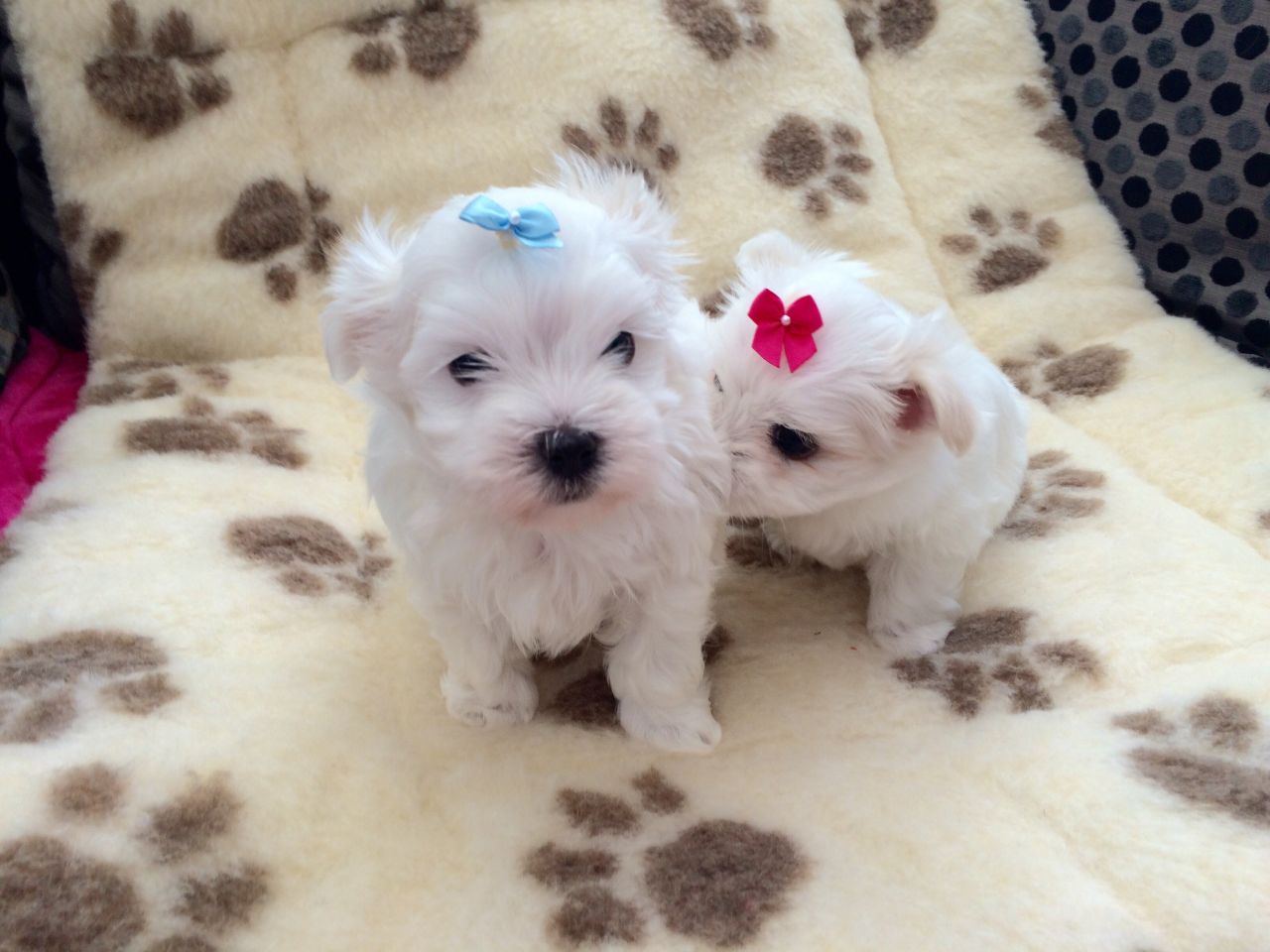 Two Teacup Maltese Puppies Needs a New Family