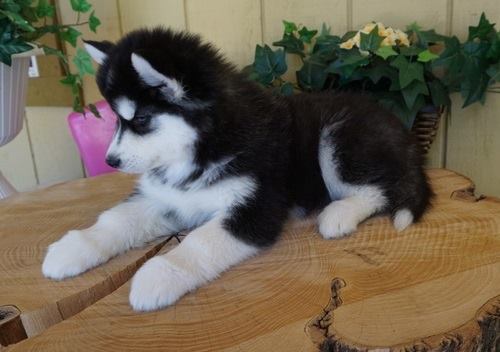 Sweet Siberian Husky Puppies