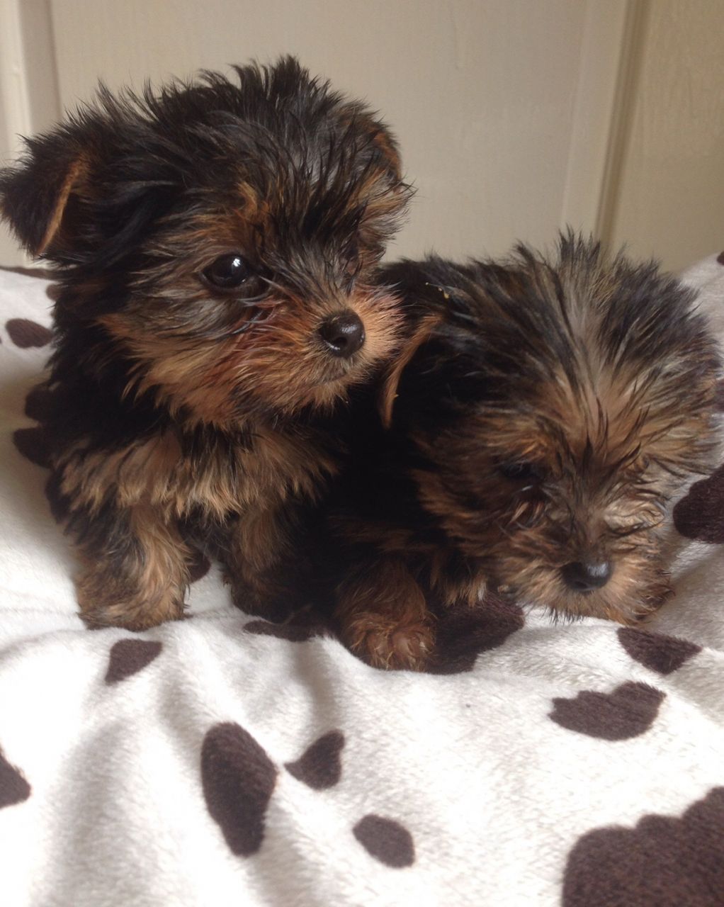 Cute Yorkie puppies