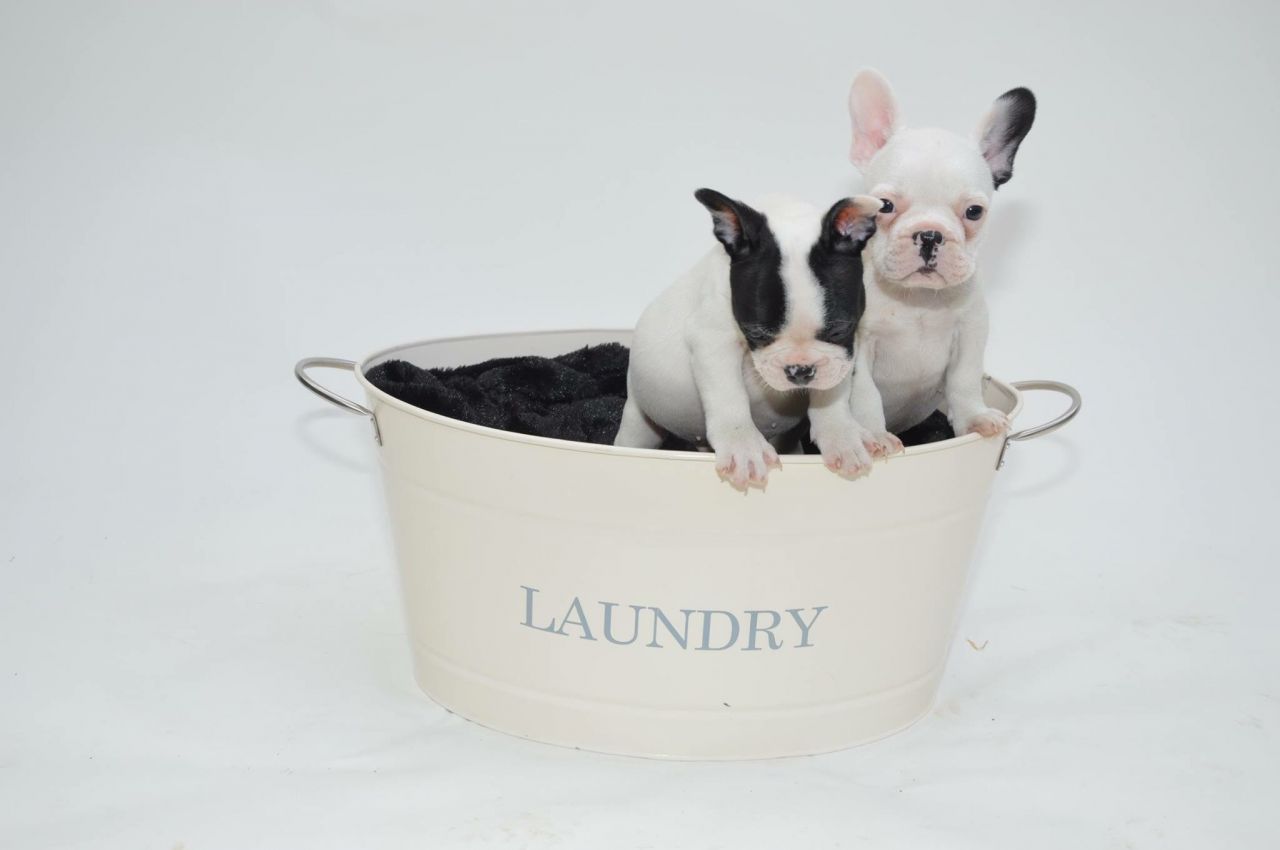 French Bulldog Puppy for free adoption!!!