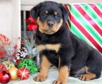 12 weeks old Rottweiler Puppies for sale 