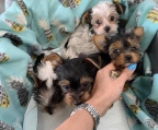 He is such a fun, handsome Yorkie. He loves to play with our kids around the house!! He comes with a one-year health warranty and is up-to-date on his vaccinations. He can also be microchipped
<br>
<br>Email : (shannantiffany@gmail.com)