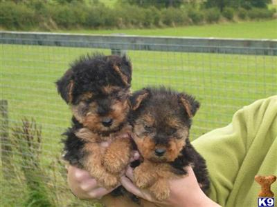 Hermosos cachorros para usted