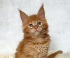 TICA registered Maine Coon kittens