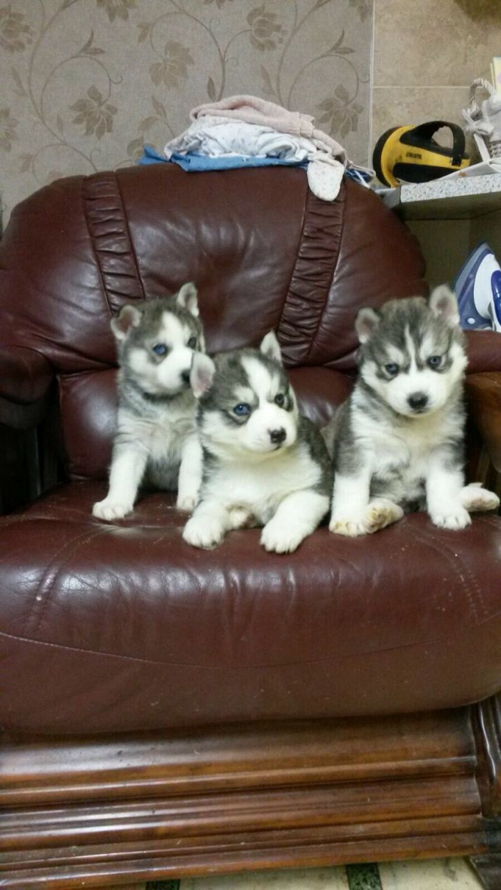 Cachorros Blue Eyed Husky siberiano