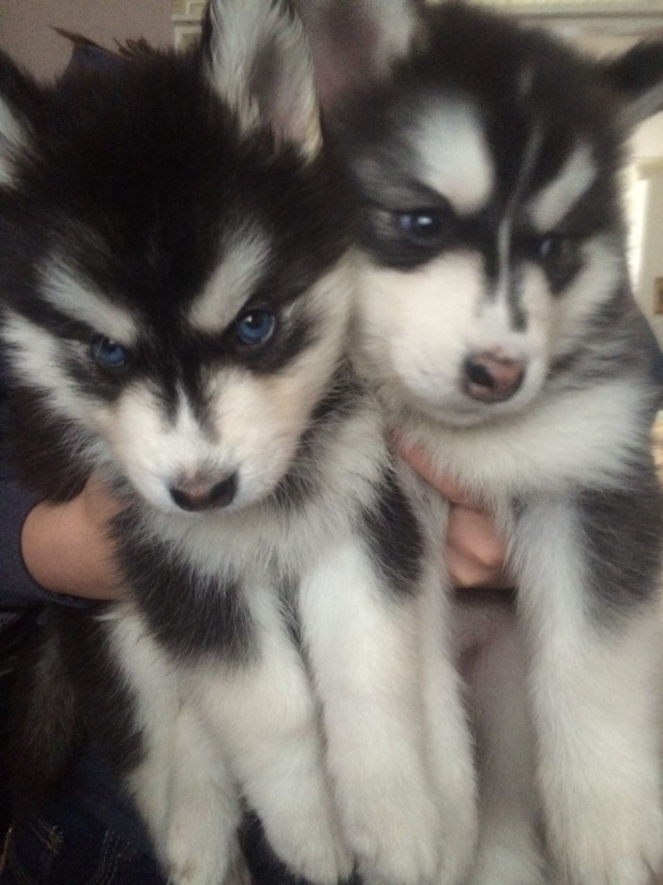 Siberian Husky Puppies